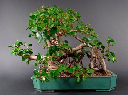 Ficus Panda, dachasadovnika