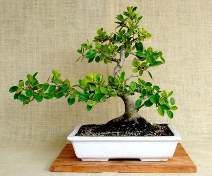 Ficus panda, custode