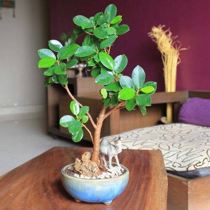 Ficus Panda, dachasadovnika