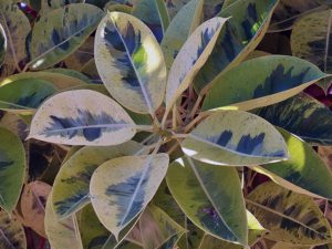 Ficus tricolor (ficus tricolor) îngrijire, reproducere și transplant