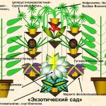 Ficus tricolor de îngrijire la domiciliu și fotografie, reproducerea și boala, tăierea și modelarea