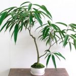 Ficus tricolor de îngrijire la domiciliu și fotografie, reproducerea și boala, tăierea și modelarea