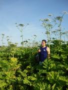 Medicamente din plante (tratamente pe bază de plante) orz, durere în gât, tuse în timpul sarcinii și nu numai, sănătatea ta este a noastră