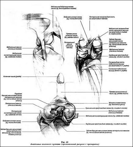 Formarea articulației genunchiului - anatomia și fiziologia câinilor