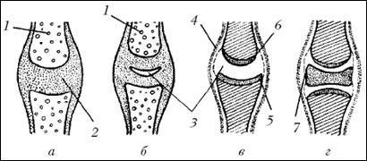 Formarea articulației genunchiului - anatomia și fiziologia câinilor