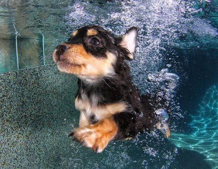 Фотограф seth casteel і його чудові проекти підводні фото собак і дітей - ярмарок майстрів