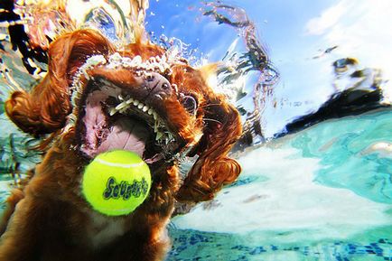 Fotograful seth casteel și proiectele lui minunate fotografiile subacvatice ale câinilor și copiilor - târg de maeștri