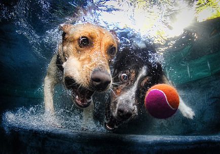 Fotograful seth casteel și proiectele lui minunate fotografiile subacvatice ale câinilor și copiilor - târg de maeștri
