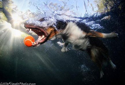 Фотопроект собаки під водою