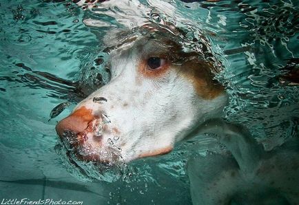 dog fotószerkesztő víz alatt