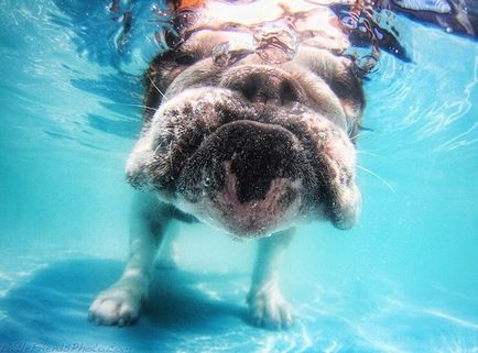 Un proiect de fotografie al unui câine sub apă
