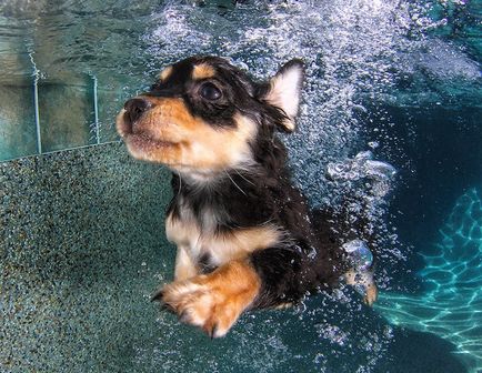 Фотопроект собаки під водою