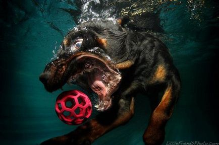 Un proiect de fotografie al unui câine sub apă