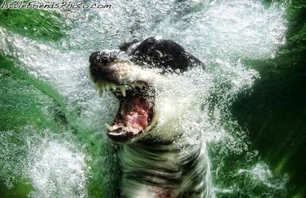 Un proiect de fotografie al unui câine sub apă