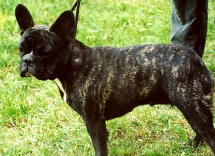 Francia bulldog, jellemzőit, az oktatás, az érvek és ellenérvek a fajta (Bulldog) Francia bulldog, jellemzőit, az oktatás, az érvek és ellenérvek a fajta