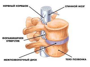 Funcțiile coloanei vertebrale - stadopedie