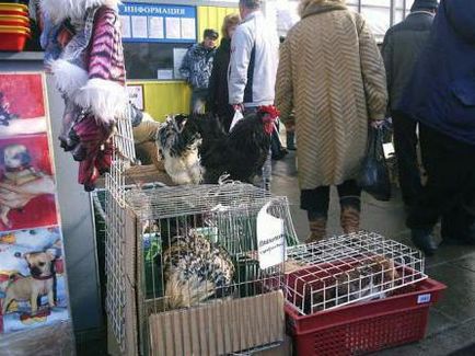 Де купити домашню тварину кондратьєвський ринок (Полюстровскій ринок)