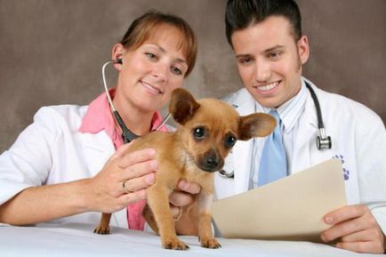 Unde sunt clinicile veterinare din Tyumen