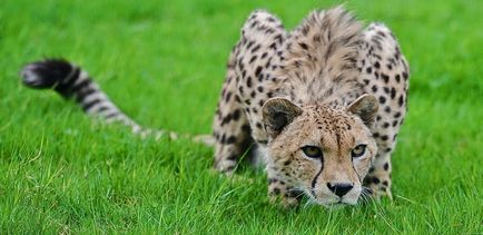 Cheetah zoroaszter horoszkóp