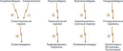 Гідрофобні гормони проникають всередину клітини