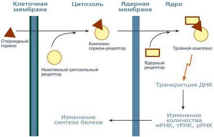 Hormonii hidrofobi penetrează celula