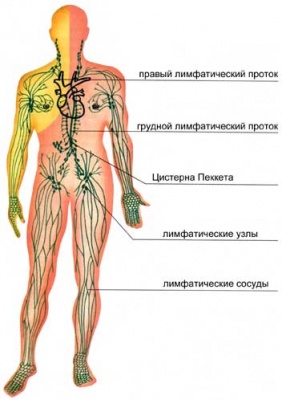 Гімнастика Анкхара n1 прокачування лімфатичної системи і очищення лімфи