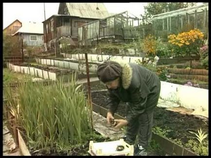 Gladiolus aterizare și îngrijire în Siberia în teren deschis