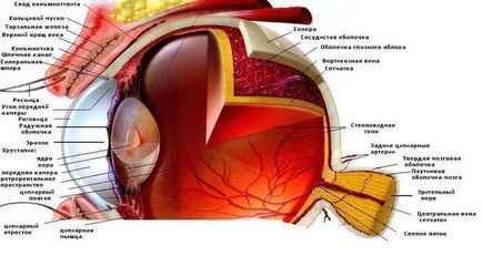 Ochi și organe de vedere, aparate lacrimogene, structură oculară