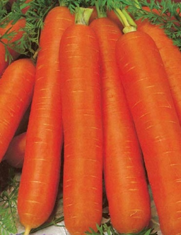 Semințe și varietăți olandeze de morcovi