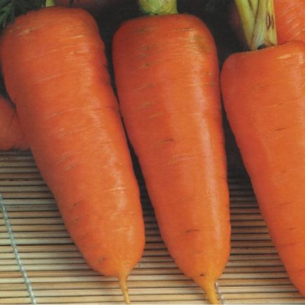 Голландське насіння і сорти моркви