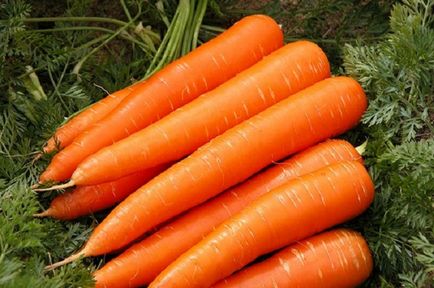 Голландське насіння і сорти моркви