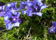 Gentian aterizare, crearea de condiții de creștere, moduri de reproducere, descrierea populare în