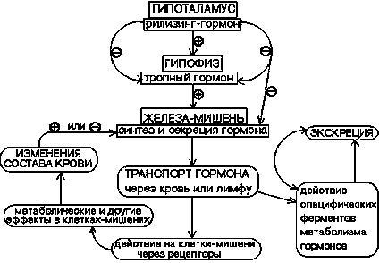 Hormonok (4) - Előadás, 2. oldal