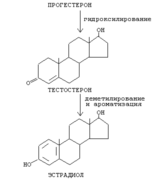 Hormonii (4) - prelegere, pagina 2