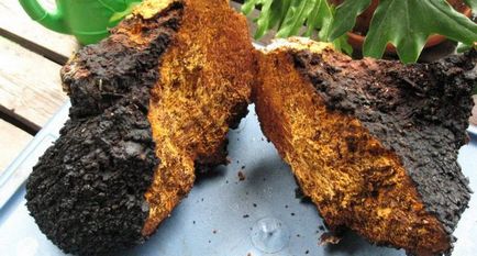 Gomba Chaga pancreatitis tulajdonságokkal alkalmazni alapján a betegek (gomba) Chaga gomba pancreatitis tulajdonságok, hogyan kell alkalmazni, a beteg véleménye