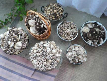 Ciuperci din Crimeea