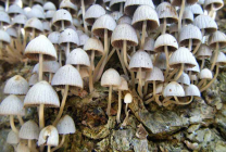 Ciuperca de ciuperci alb, gri, descriere cum să gătești, de la alcoolism, fotografie, recenzii, video