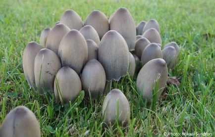 Descrierea ciupercii cu ciuperci a speciilor comestibile condiționate, beneficii
