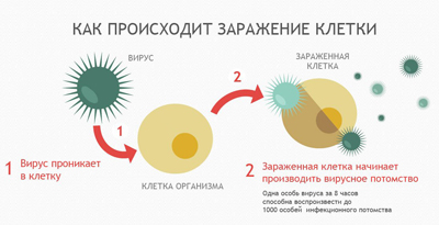 Грипът е разпространение, класификация