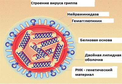 Грип поширення, класифікація