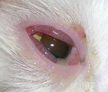 Szivacsos encephalopathia macskák, omedvet
