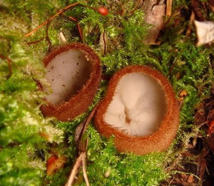 Humaria hemisferică (humaria hemisphaerica)