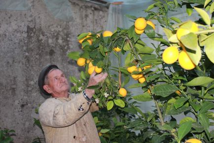 És a „citrom” hangulat nem hagy többet, mint mi (Krím) És a „citrom” hangulat nem hagy többet, mint mi