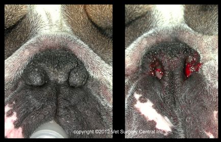 Implanturi și strângerea pielii - chirurgie plastică pentru câini - de ce un câine uman