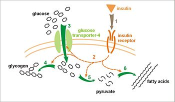 інсуліновий рецептор
