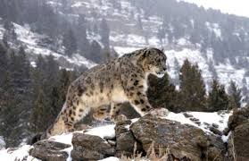 Irbis - leopard de zăpadă frumos, chronoton