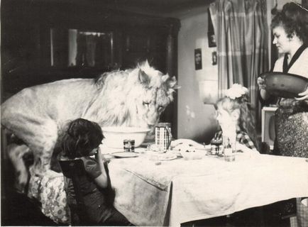 Istoria leului regelui și a familiei Berber, URSS