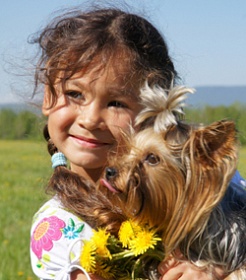 Yorkshire Terrier și familiile cu copii