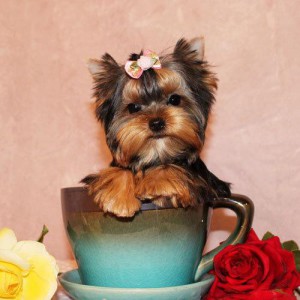 Descriere mini breed Yorkshire Terrier, standarde