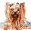 Descriere mini breed Yorkshire Terrier, standarde